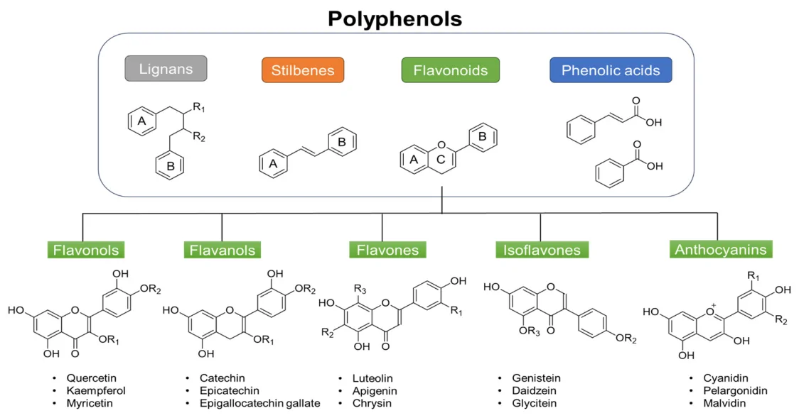 Figure 1. Simplified classification of the principal low-molecular-weight dietary phenolic classes discussed in this review.