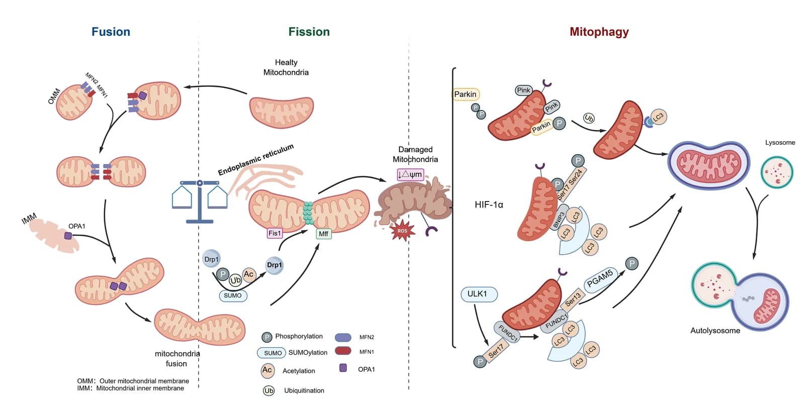 Figure 1. Molecular mechanisms of mitochondrial fusion, fission, and mitophagy.