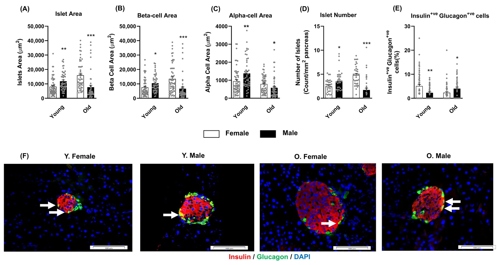 Figure 1. Pancreatic islet cell morphology in 12- and 52-week-old male and female Ins1Cre/+;Rosa26-eYFP mice.
