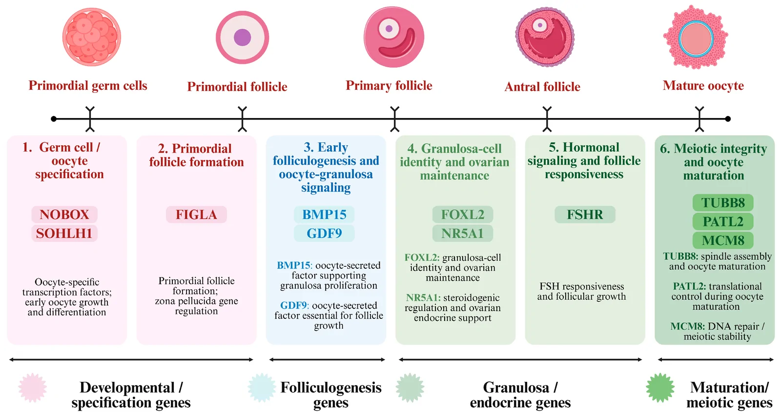 Figure 1. Functional roles of prioritized ovarian genes.