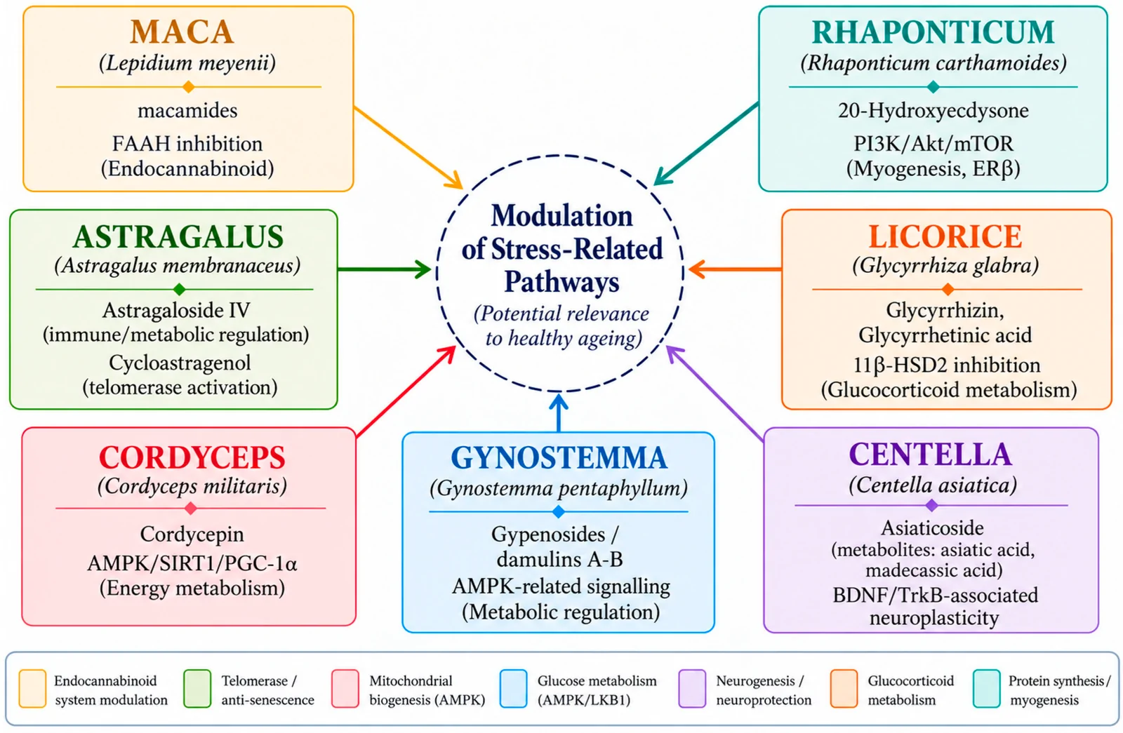 Figure 1. Overview of seven proposed next-generation adaptogens, their principal bioactive compounds, and key molecular pathways through which they may support stress resilience and homeostatic adaptation…