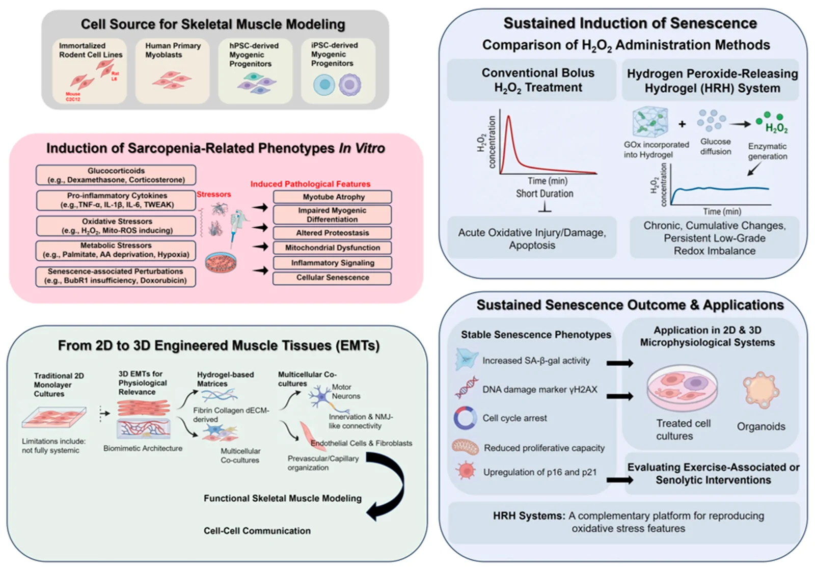 Figure 1. Overview of in vitro pathological modeling strategies for sarcopenia-related phenotypes.