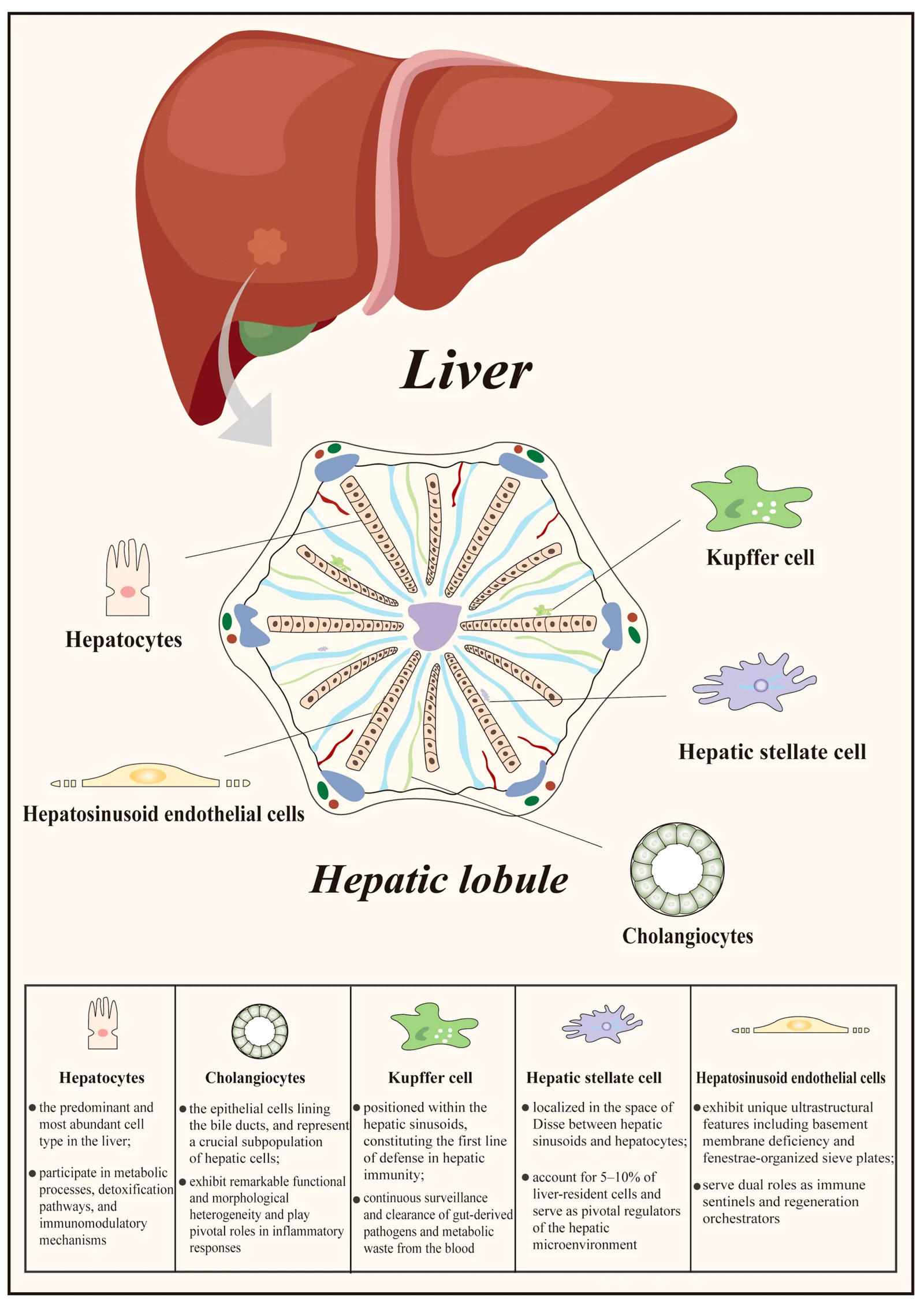 Figure 1. Basic structure of the liver and functions of intra-hepatic cells.