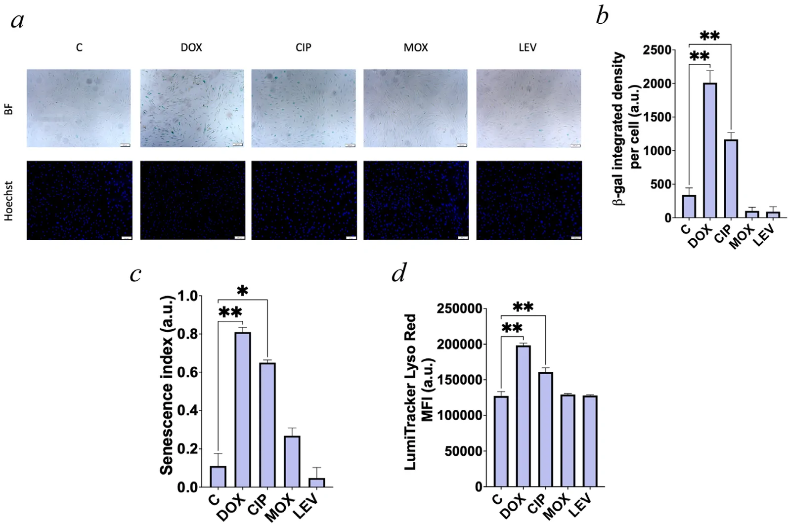 Figure 1. Effects of ciprofloxacin (CIP), moxifloxacin (MOX), and levofloxacin (LEV) on cellular senescence markers.