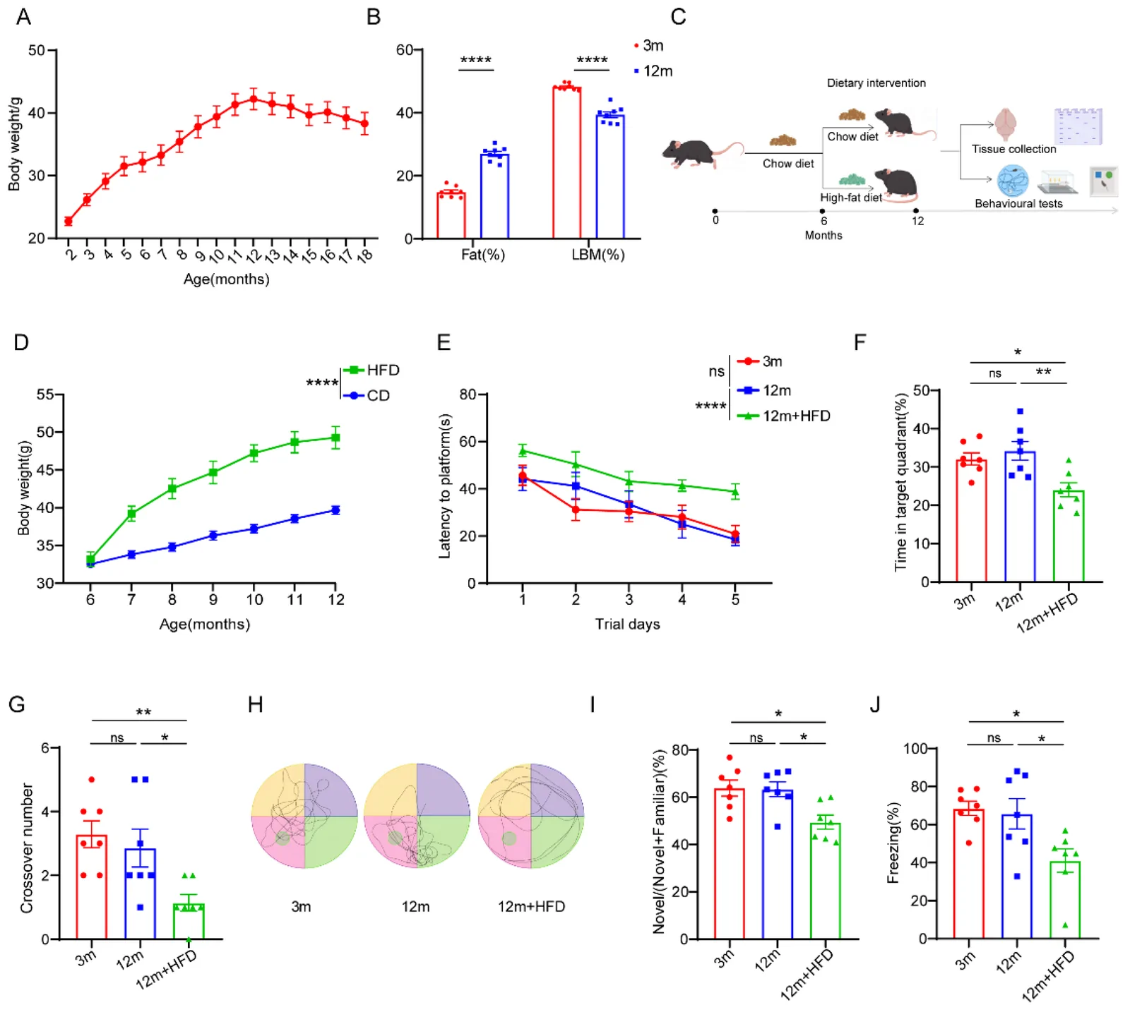Figure 1. Longitudinal body composition dynamics and cognitive function in mice with midlife high-fat diet intervention.