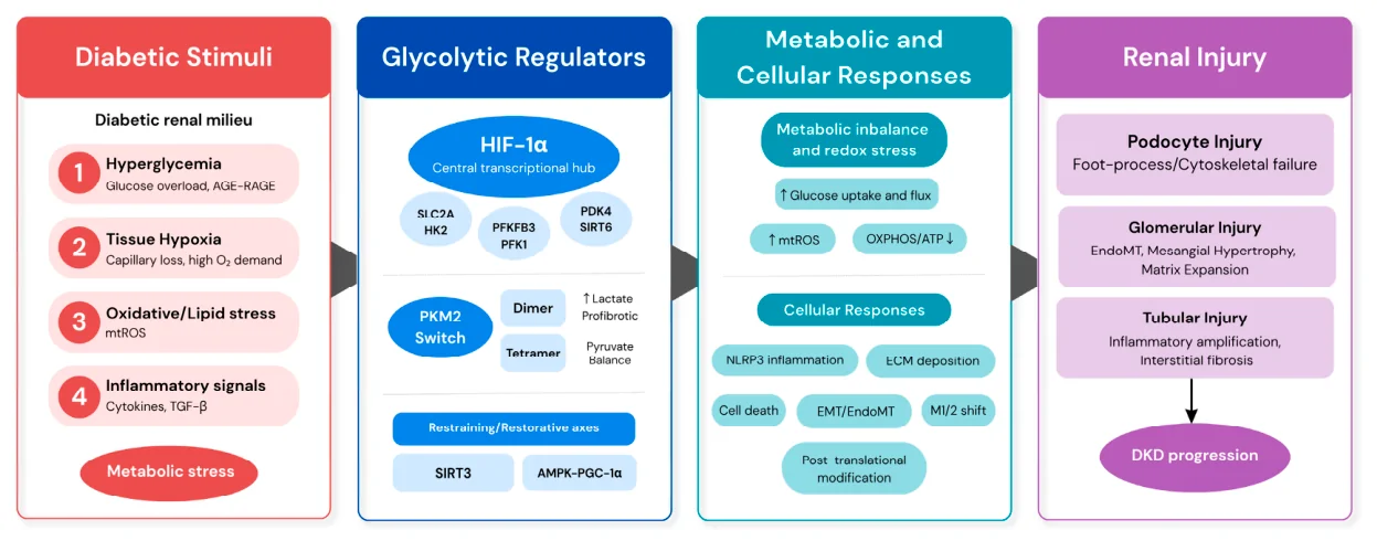 Figure 1. Glycolytic dysregulation and renal injury in diabetic kidney disease.