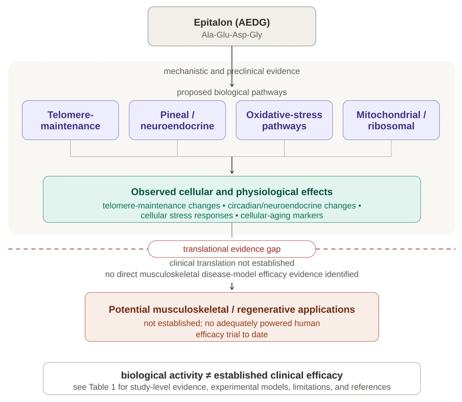 Figure 1. Conceptual framework for the proposed biological actions and translational evidence gap of synthetic epitalon (AEDG).