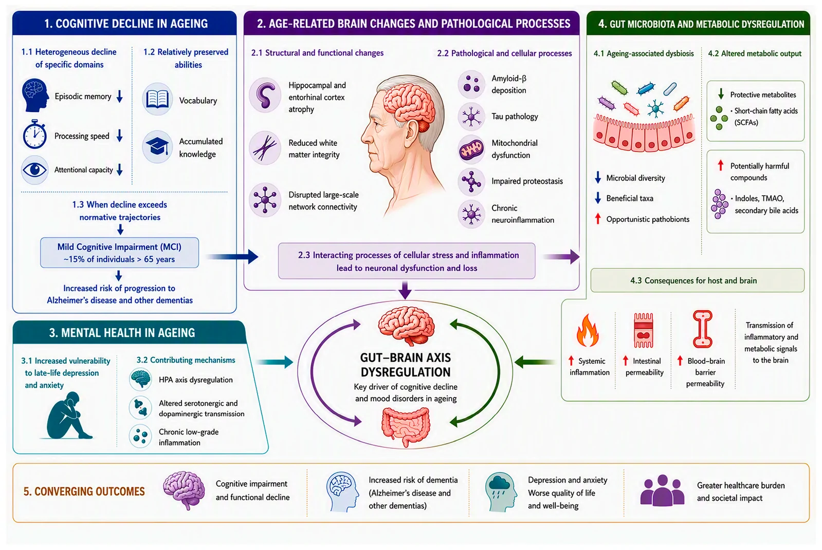 Figure 1. Ageing-related gut-brain axis dysregulation and brain health decline.