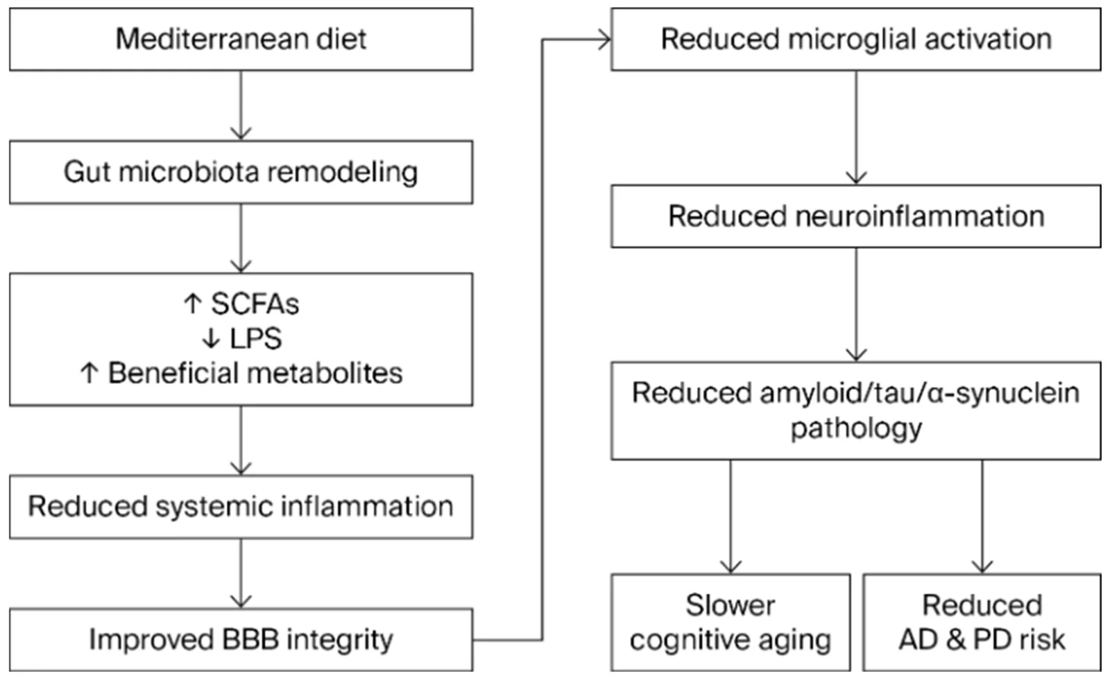 Figure 1. Conceptual model illustrating the proposed microbiome-mediated mechanisms by which the Mediterranean diet promotes neuroprotection and may reduce the risk of neurodegenerative disease.