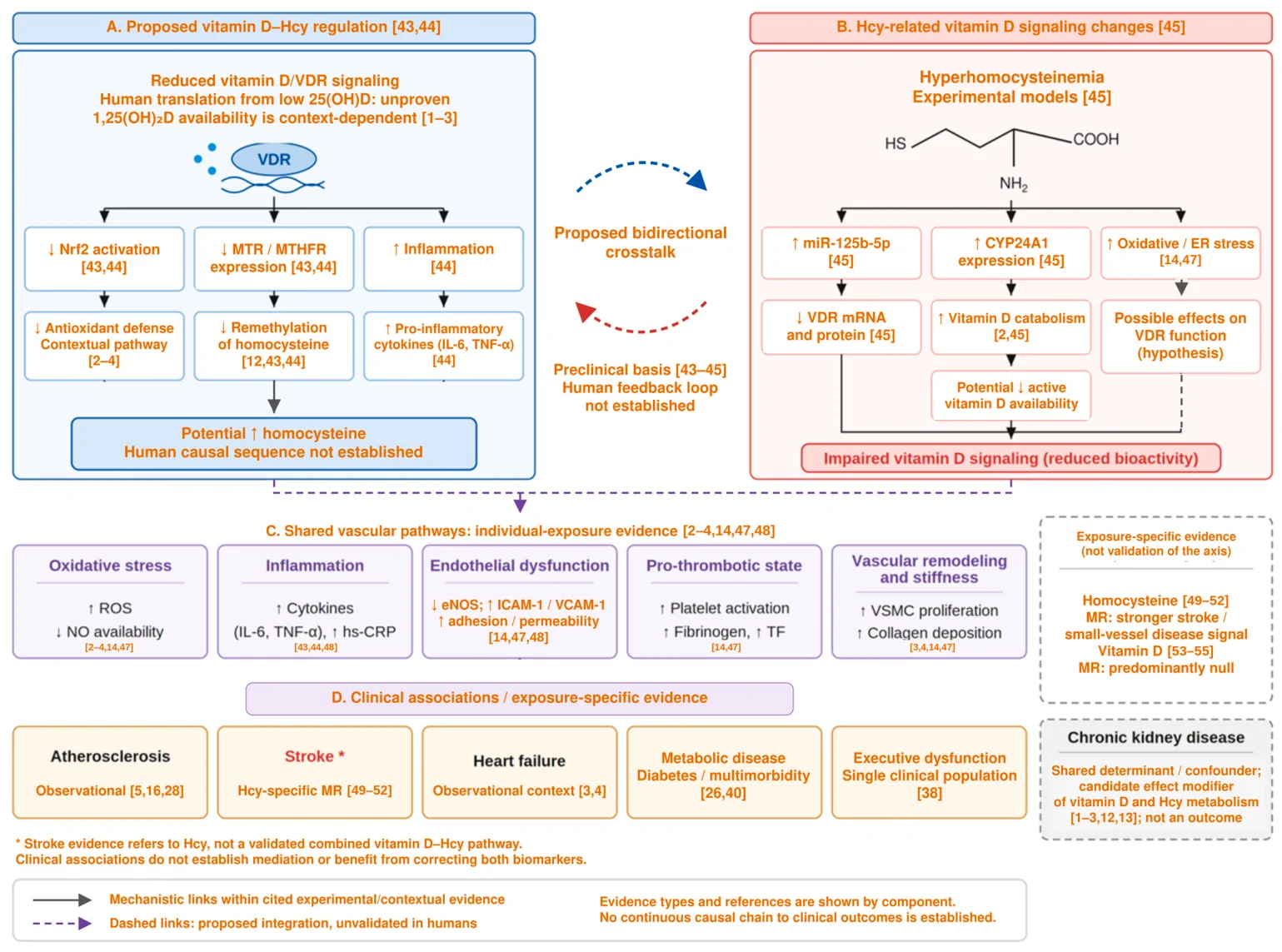 Figure 1. Proposed bidirectional vitamin D–homocysteine crosstalk, shared vascular pathways, and related clinical evidence.