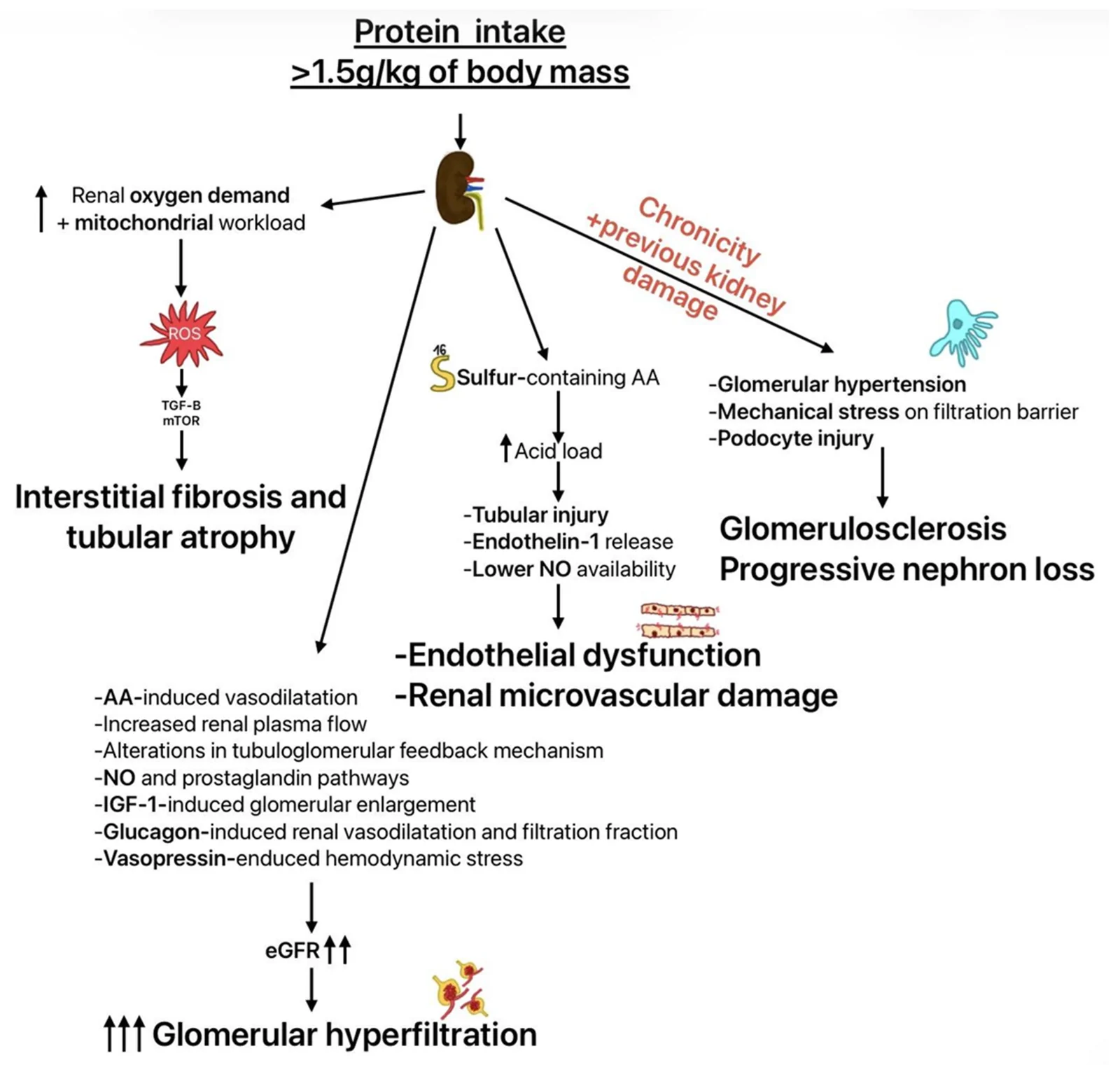 Figure 1. Pathomechanism of excessive protein intake impact on the kidney—created by the authors, based on data from Section 3.1, Section 3.2, Section 3.3, Section 3.4 and Section 3.5 (AA—amino acids;…
