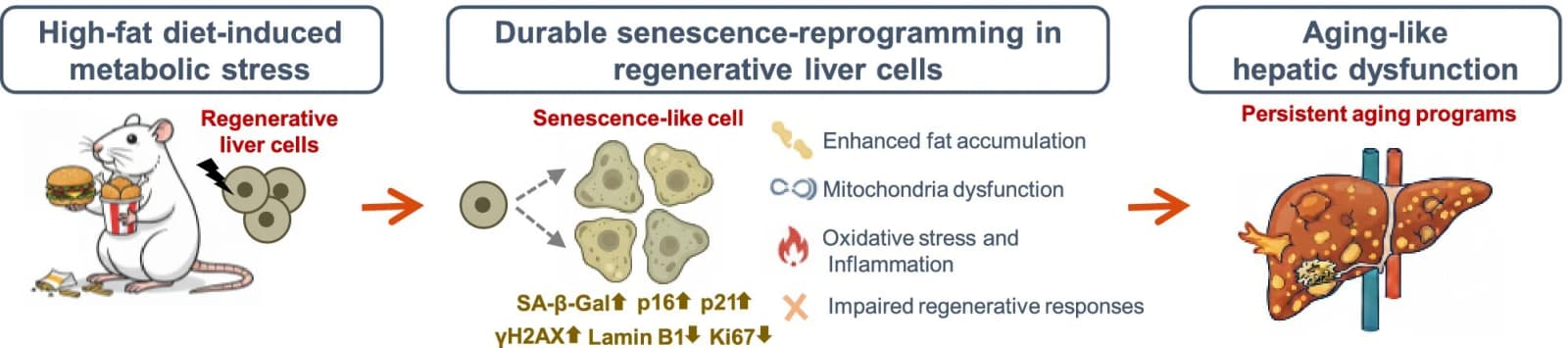 Graphical abstract from Aging Cell