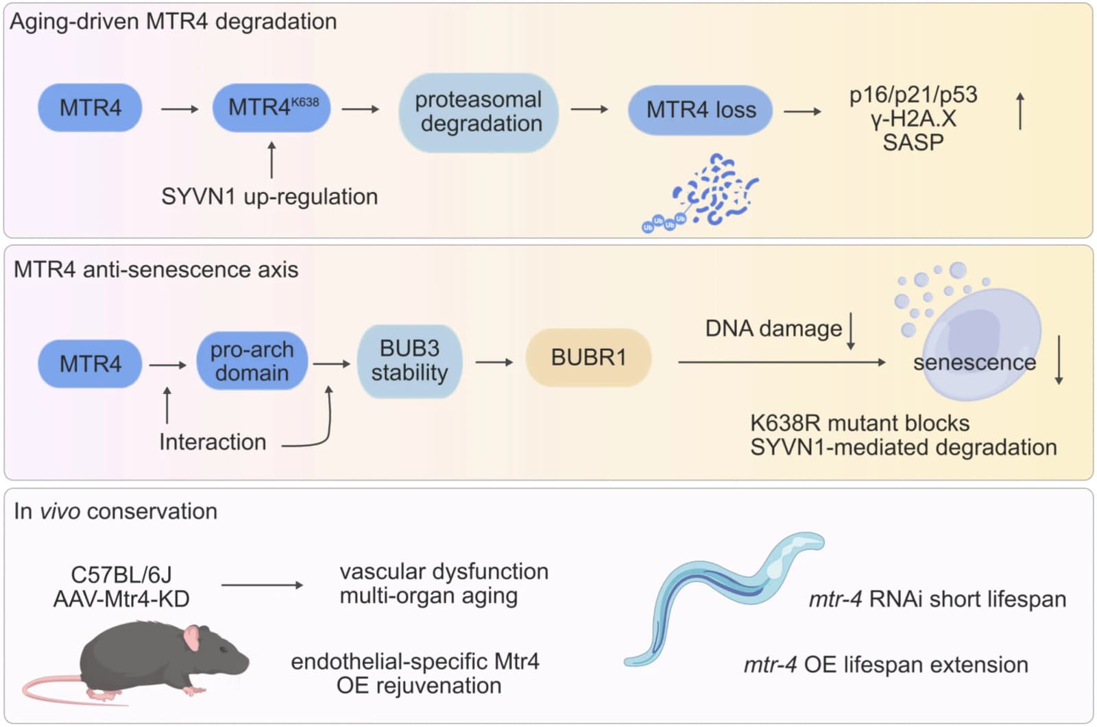 Graphical abstract from Aging Cell