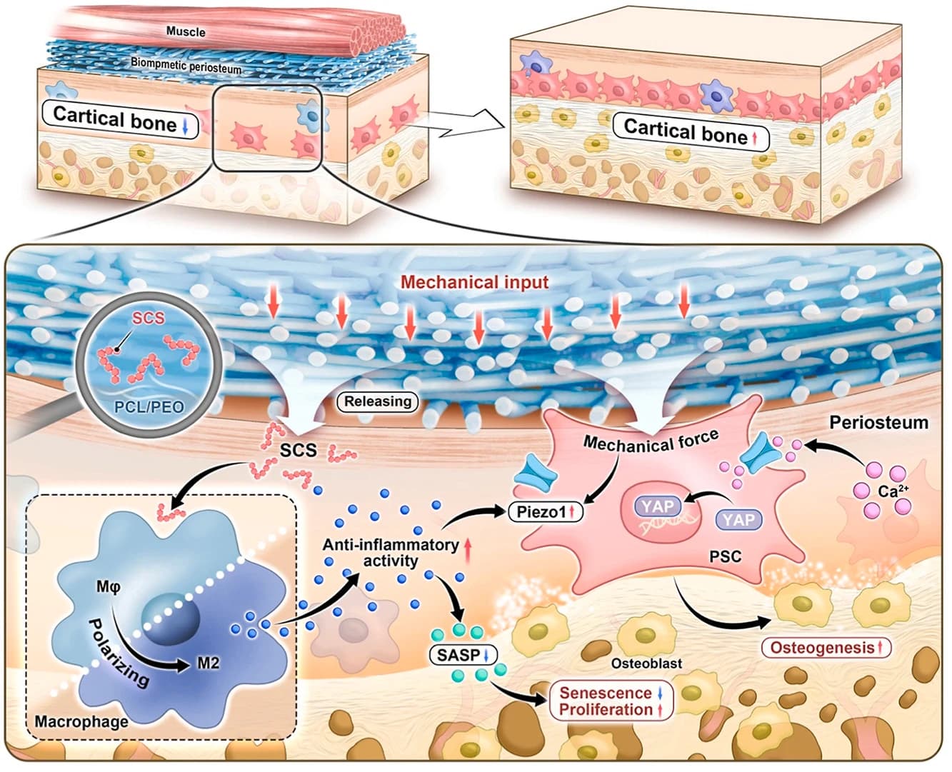 Graphical abstract from Biomaterials