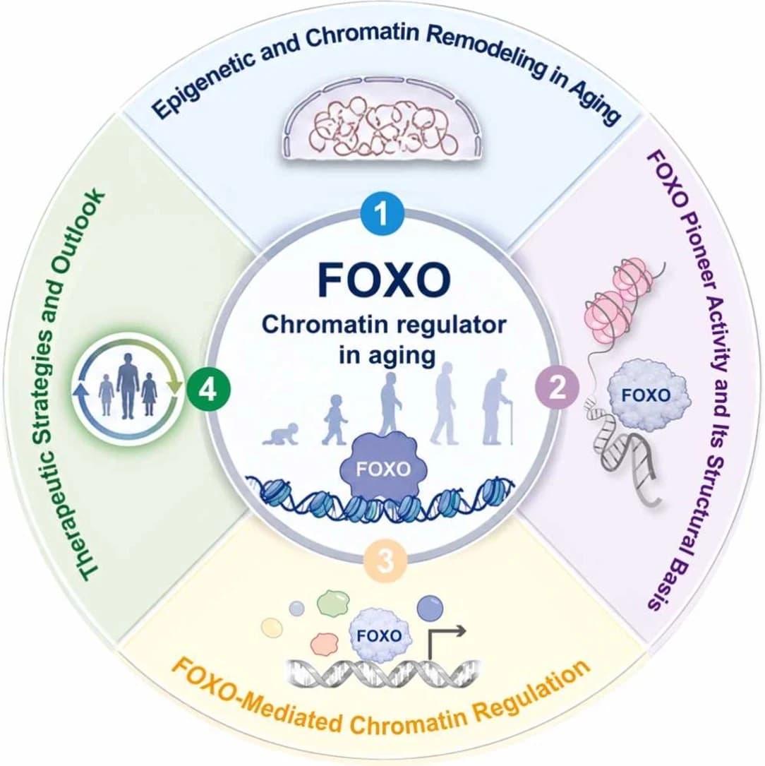 Graphical abstract from Ageing Research Reviews