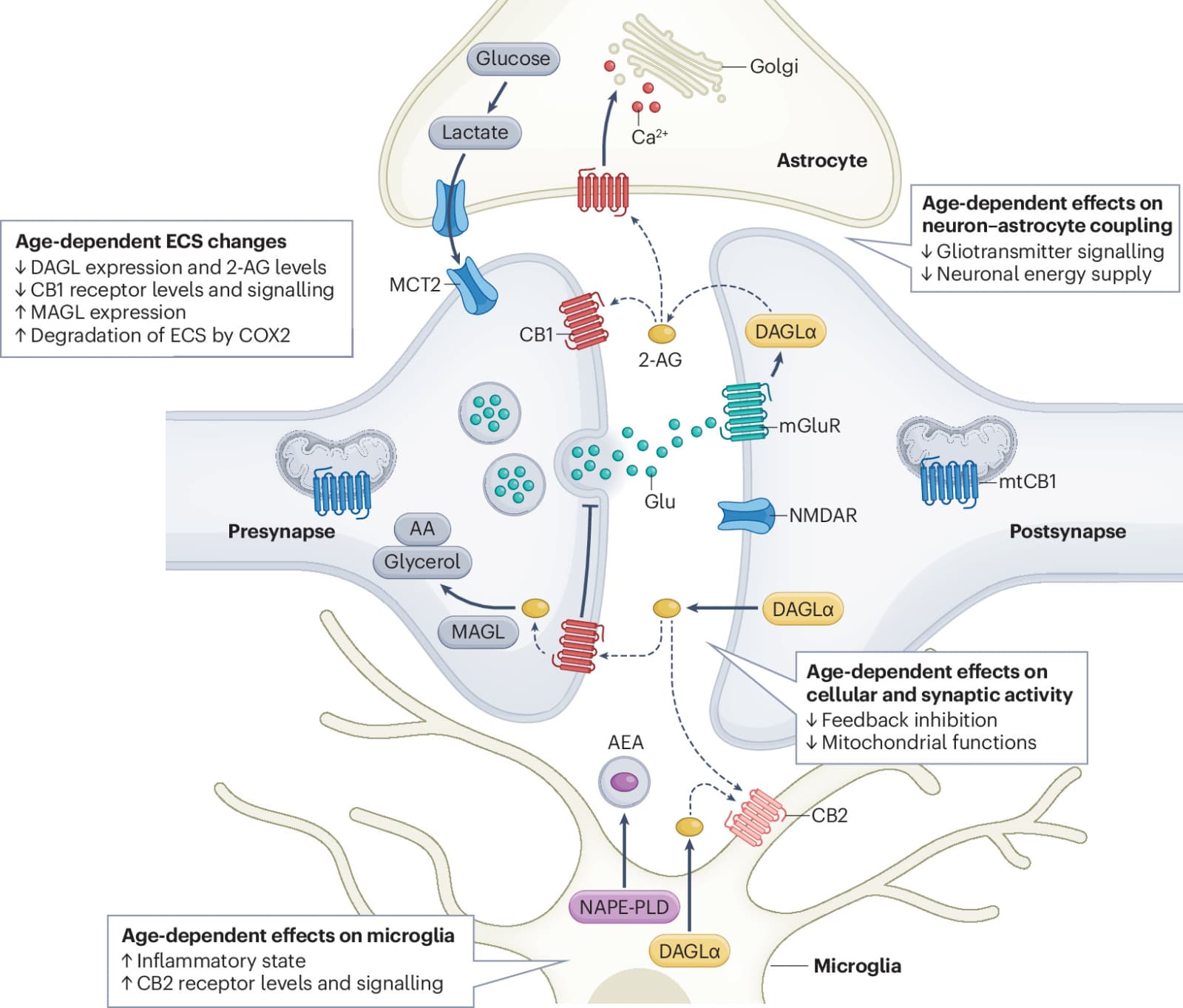 Figure 1 from Nature Reviews Neuroscience