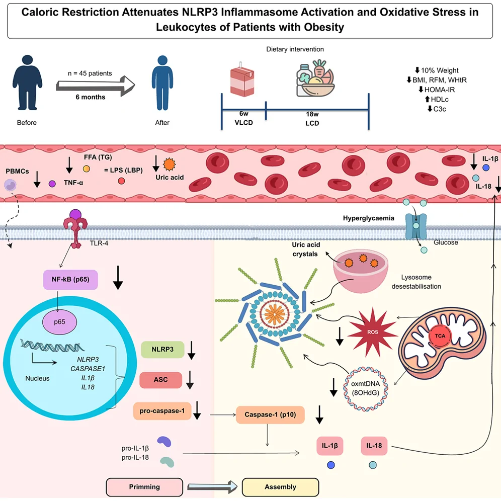 Graphical abstract from iScience