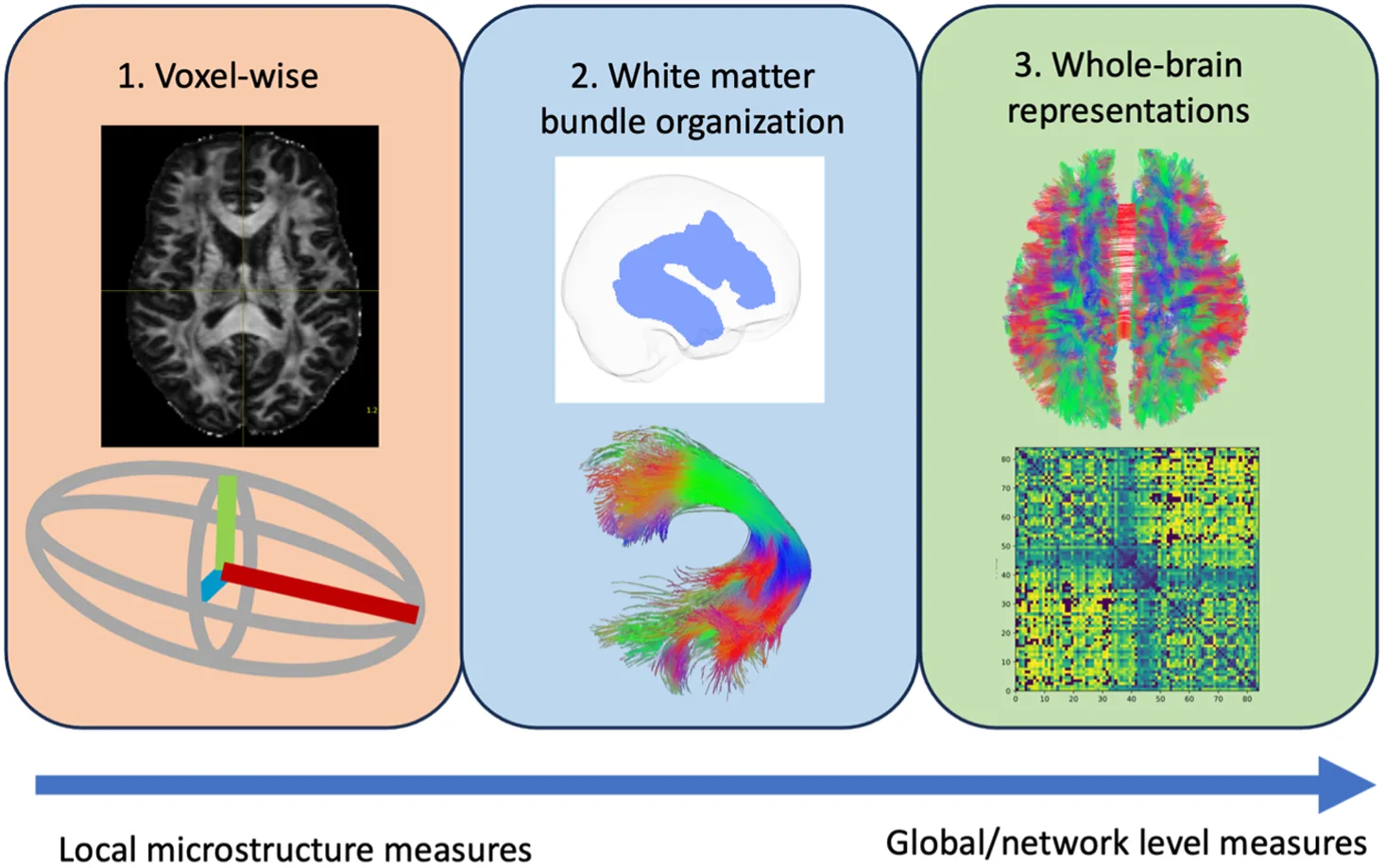 Fig. 1. Illustration of possible interpretations for AD-related DW-MRI feature representations.