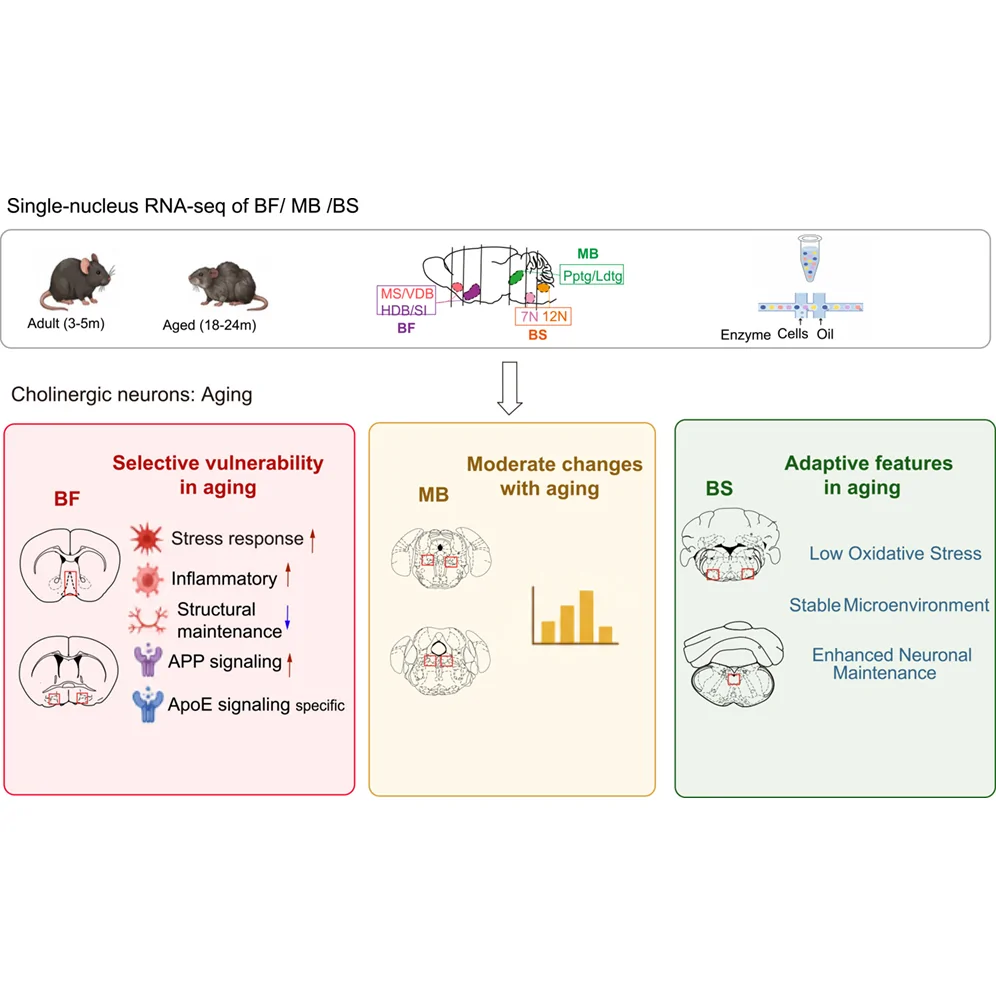 Graphical abstract from iScience