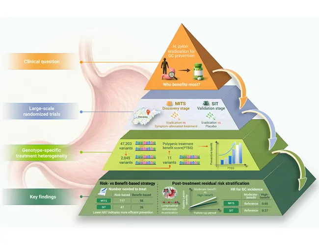 Graphical abstract from Innovation (Cambridge (Mass.))