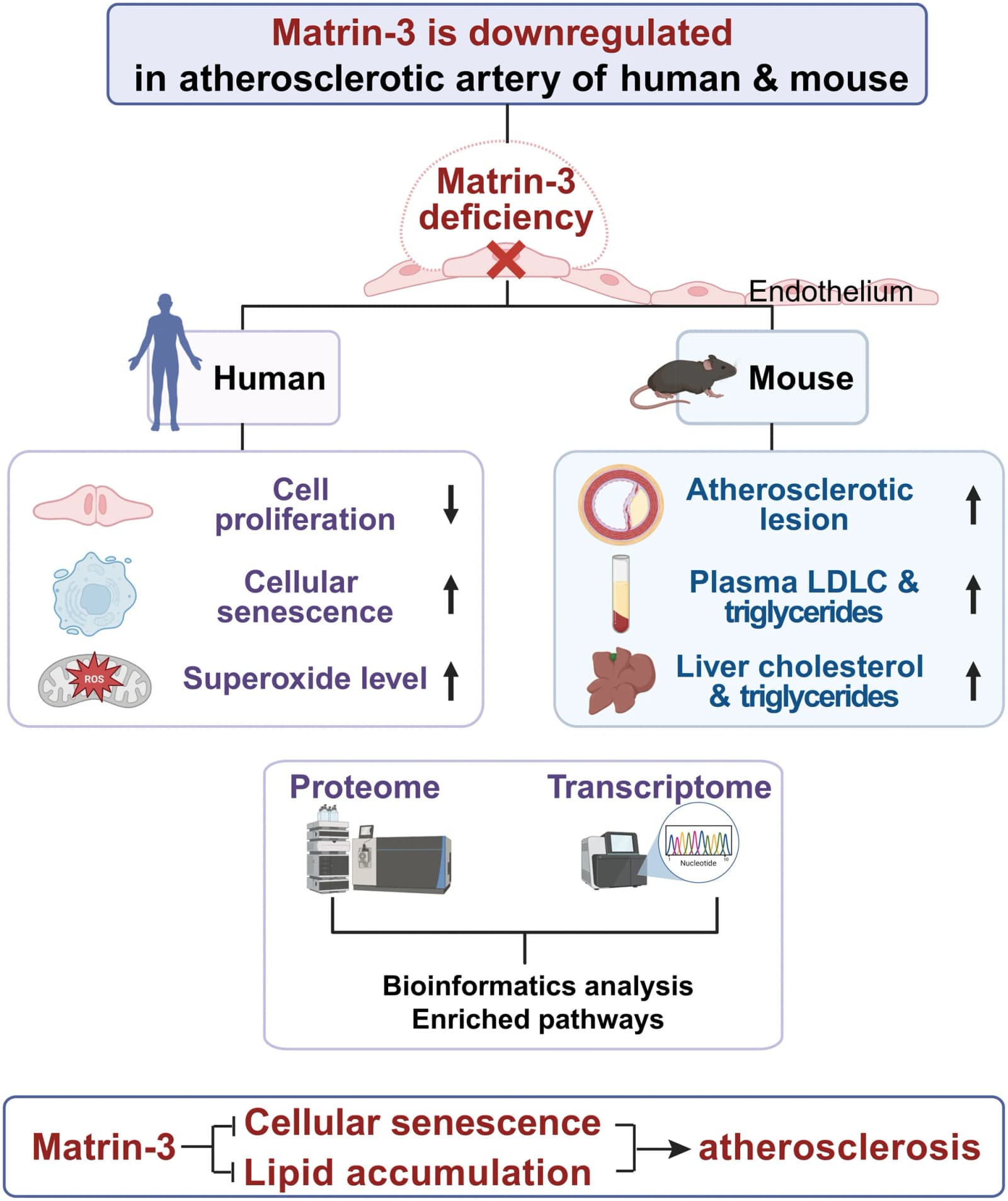 Figure from FASEB Journal