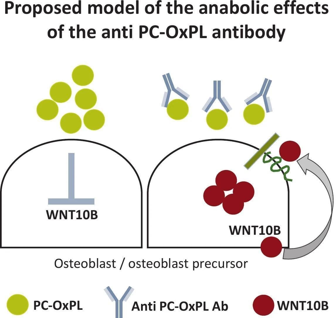 Graphical abstract from Bone