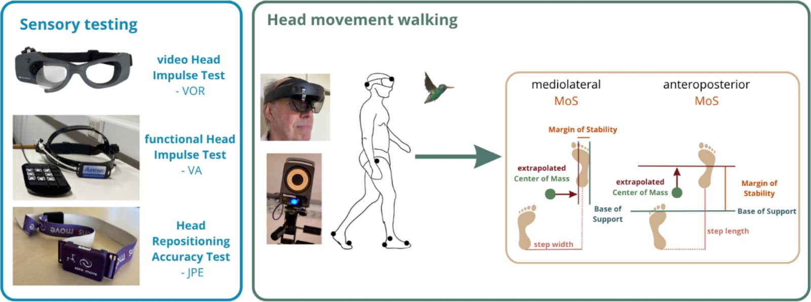 Figure 1 from GeroScience
