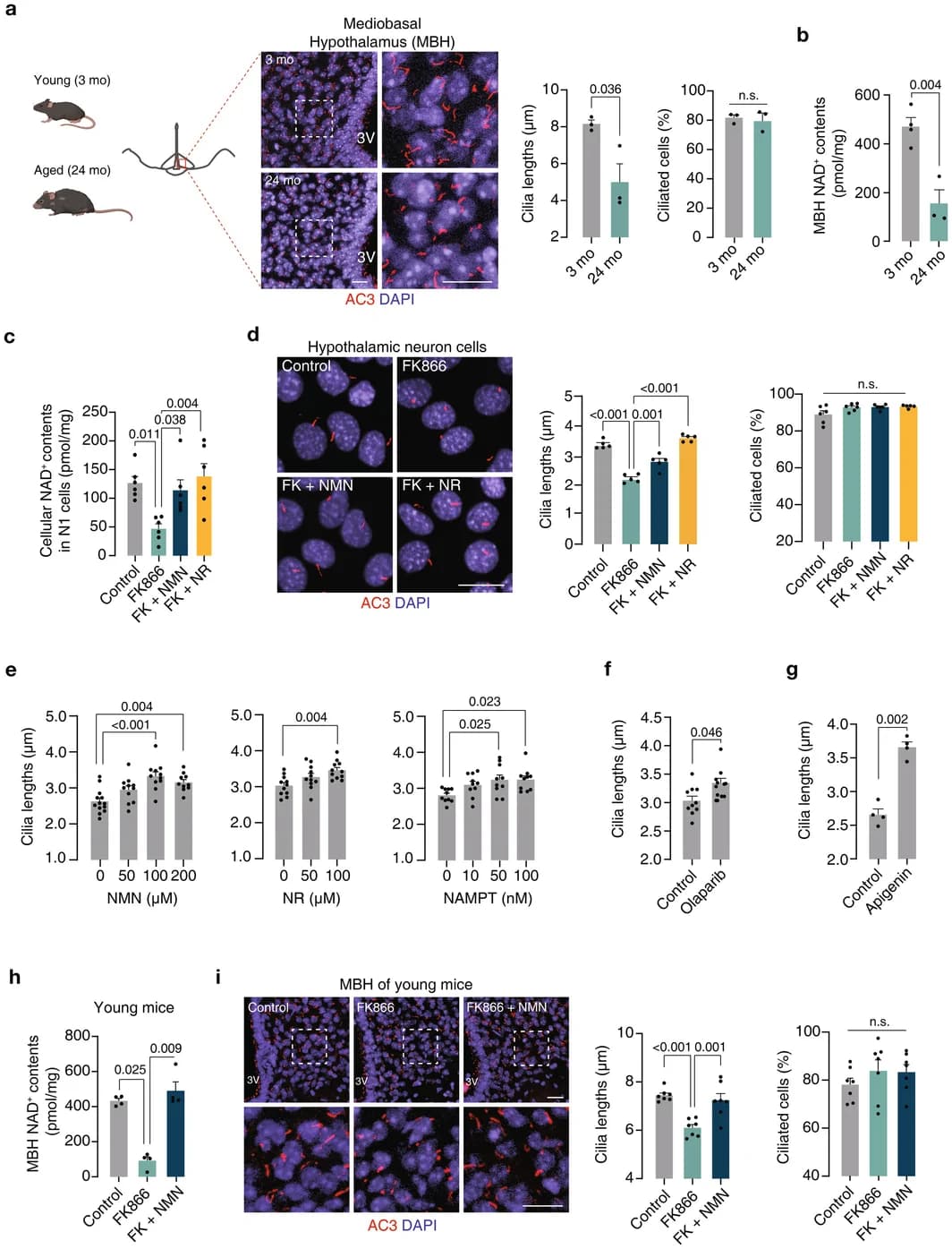 Figure 1. NAD⁺ depletion induces aging‐related ciliary shortening in hypothalamic neurons.