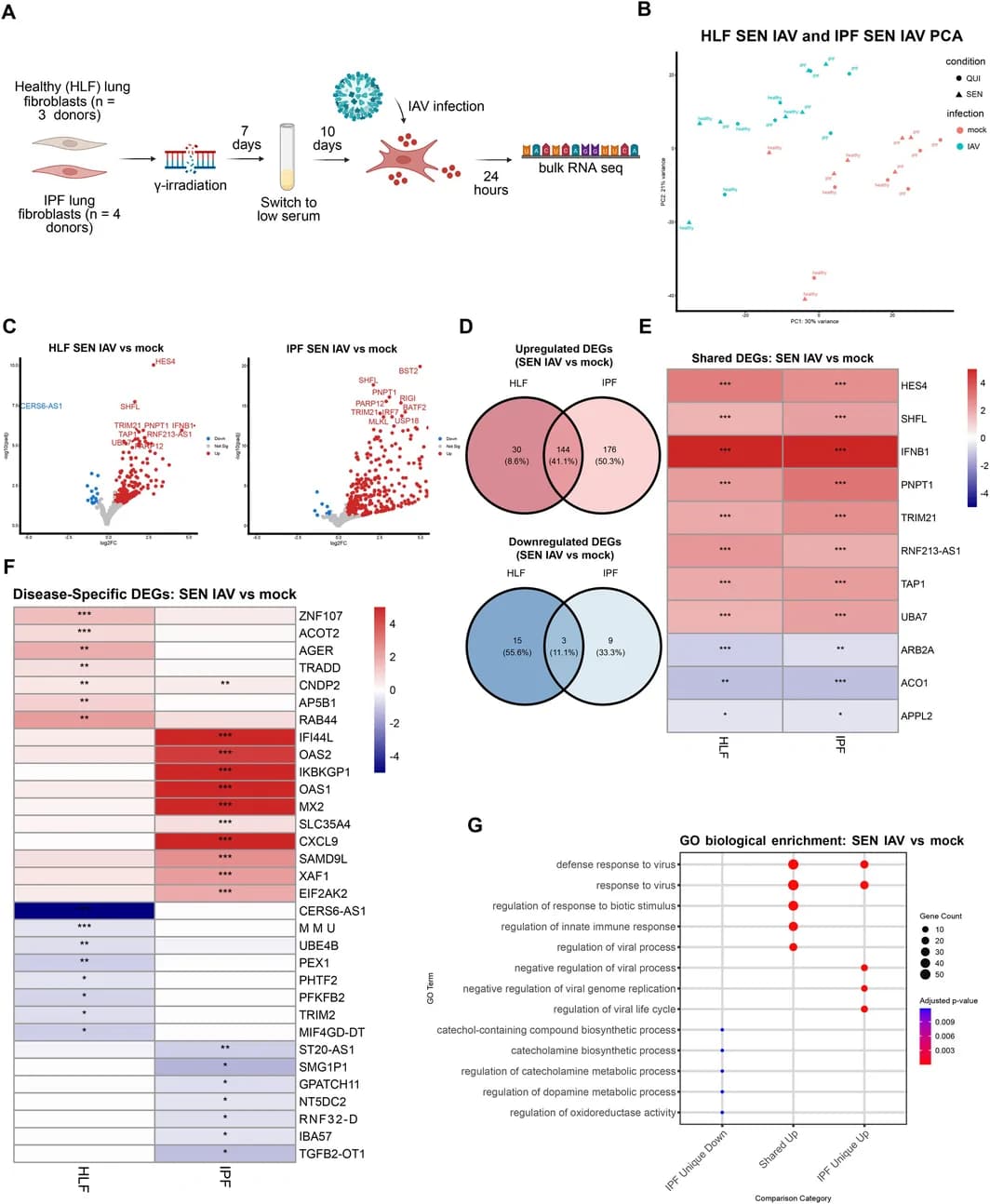Figure 1. Senescent healthy and IPF lung fibroblasts exposed to infection activate canonical viral response pathways with heterogeneity at the individual gene level.