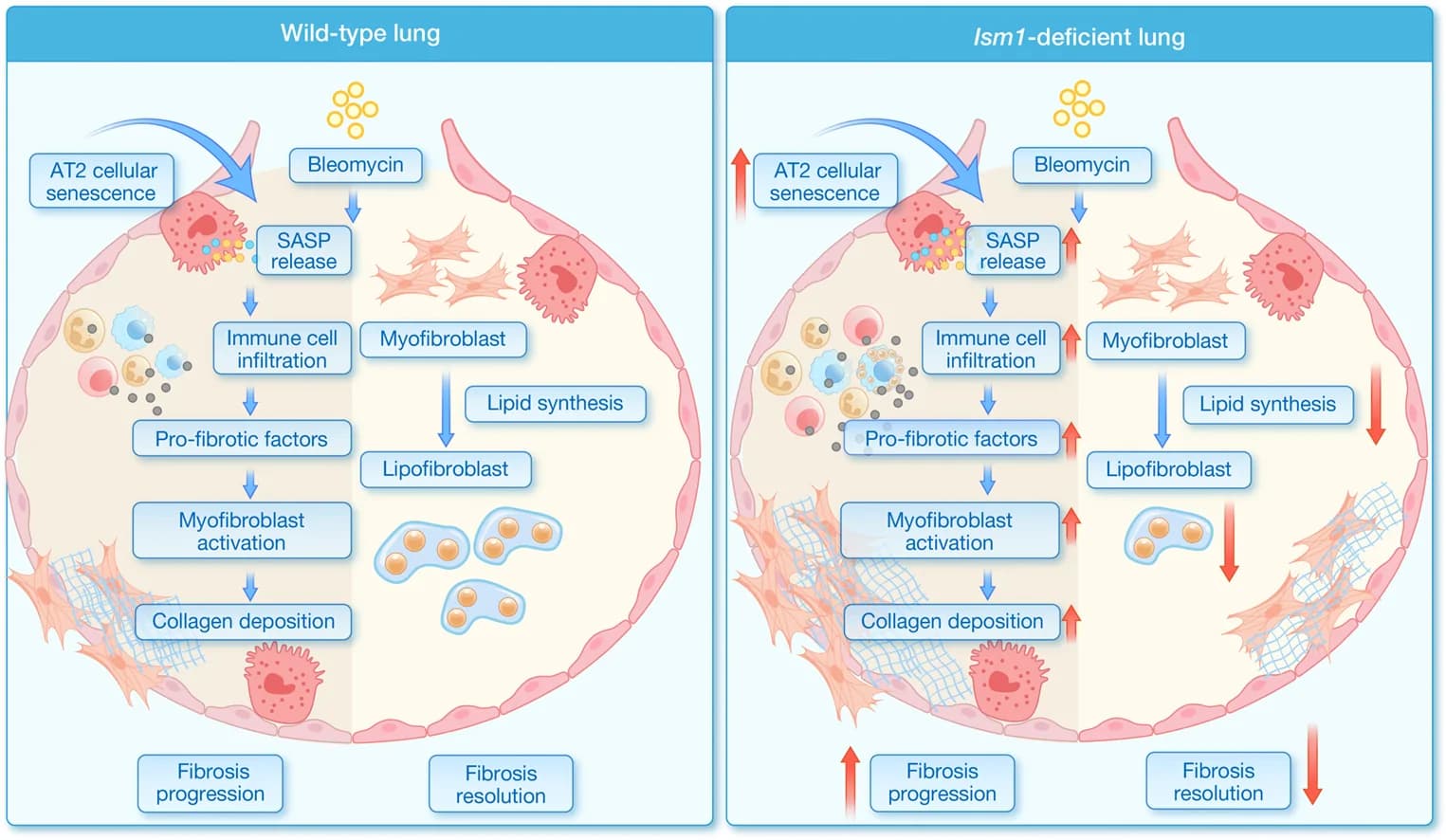 Graphical abstract from HLife
