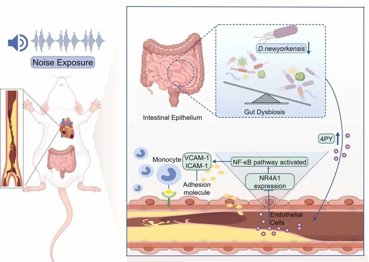Graphical abstract from Pharmacological Research