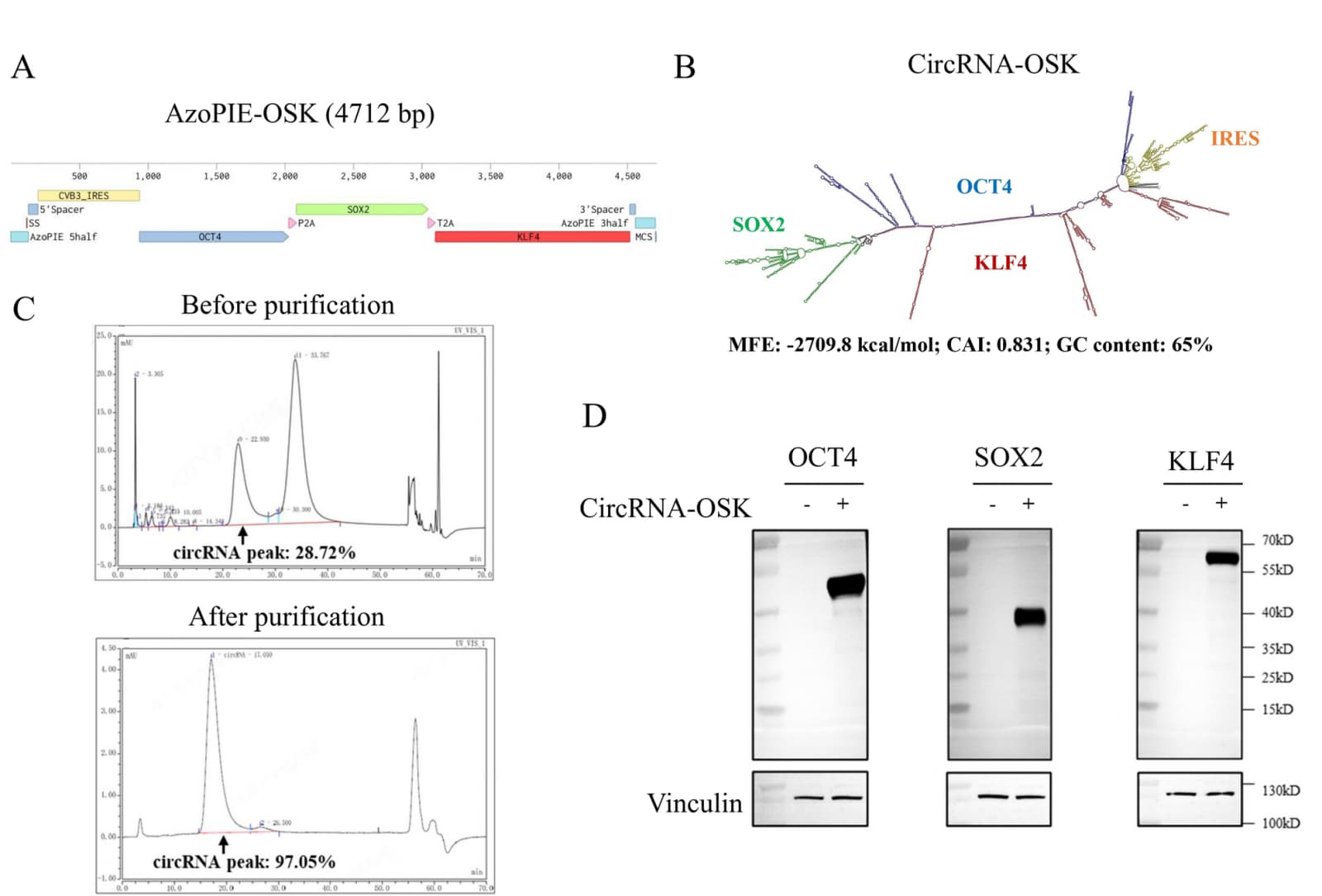 Figure 1 from Stem Cell Research & Therapy