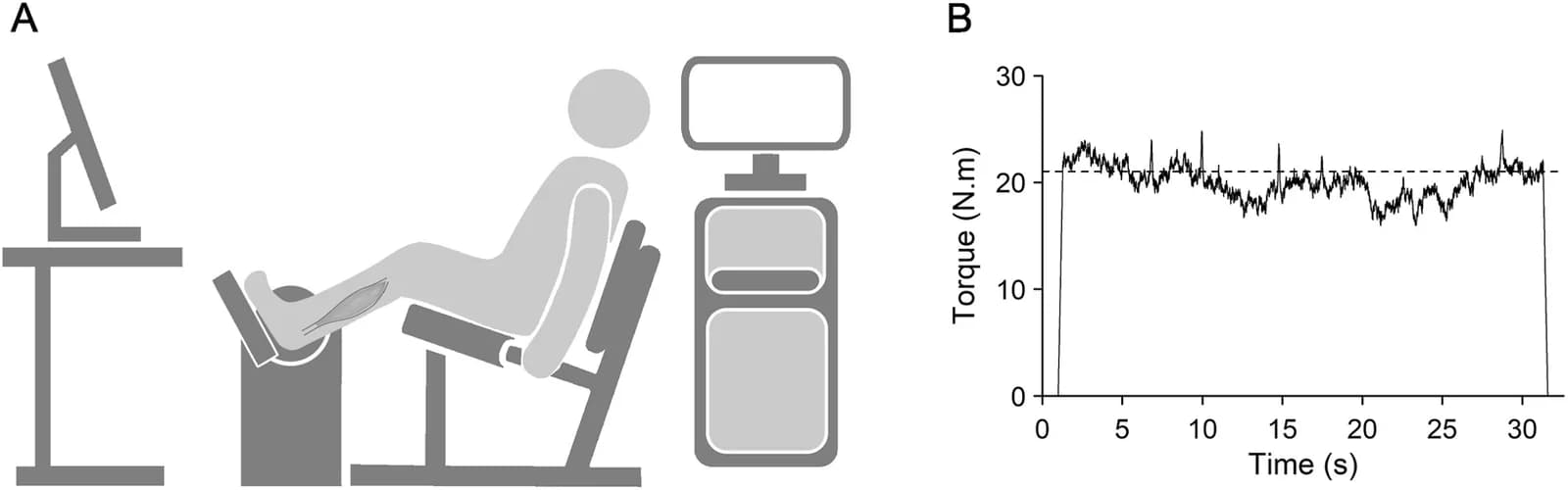 (A) Schematic representation of the participant seated on the isokinetic dynamometer.