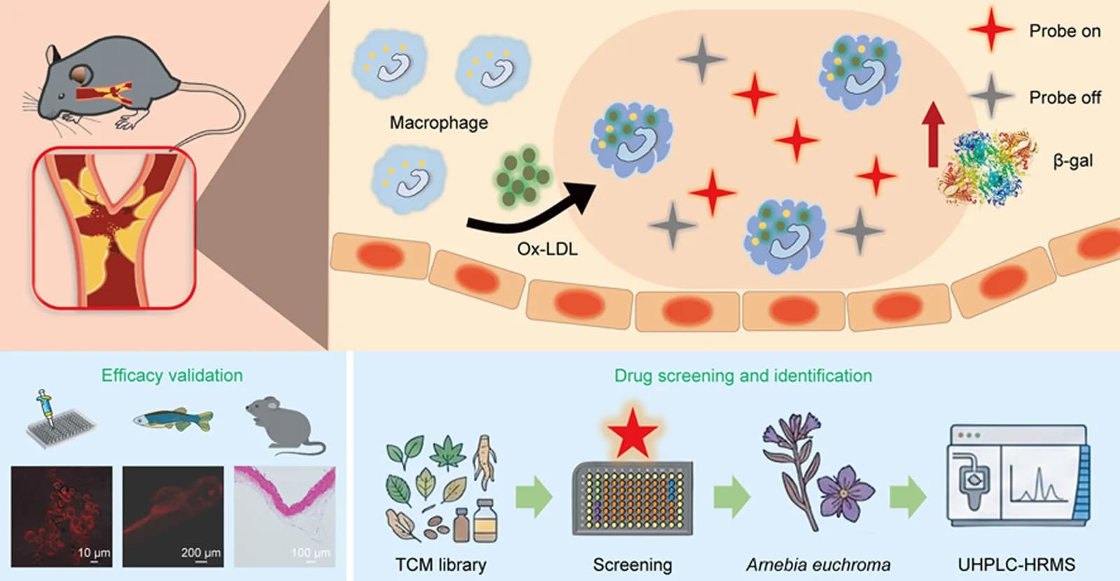 Graphical abstract from Journal of Pharmaceutical Analysis