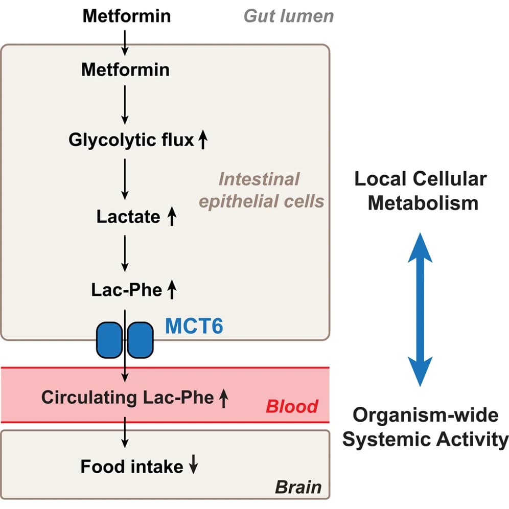 Graphical abstract from Cell