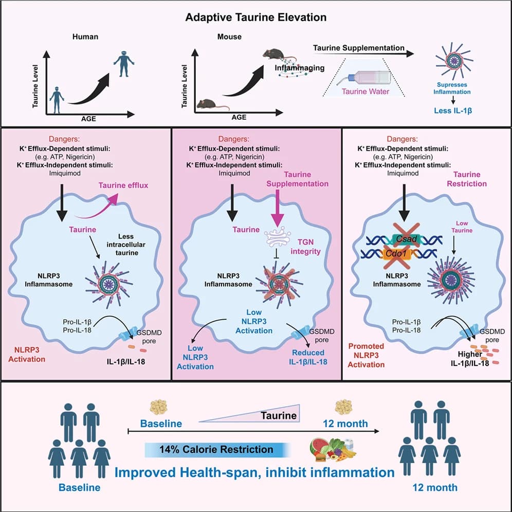 Graphical abstract from Cell