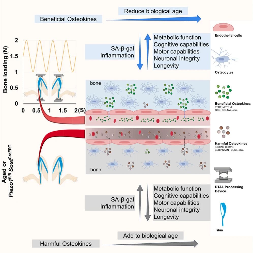 Graphical abstract from Cell Metabolism