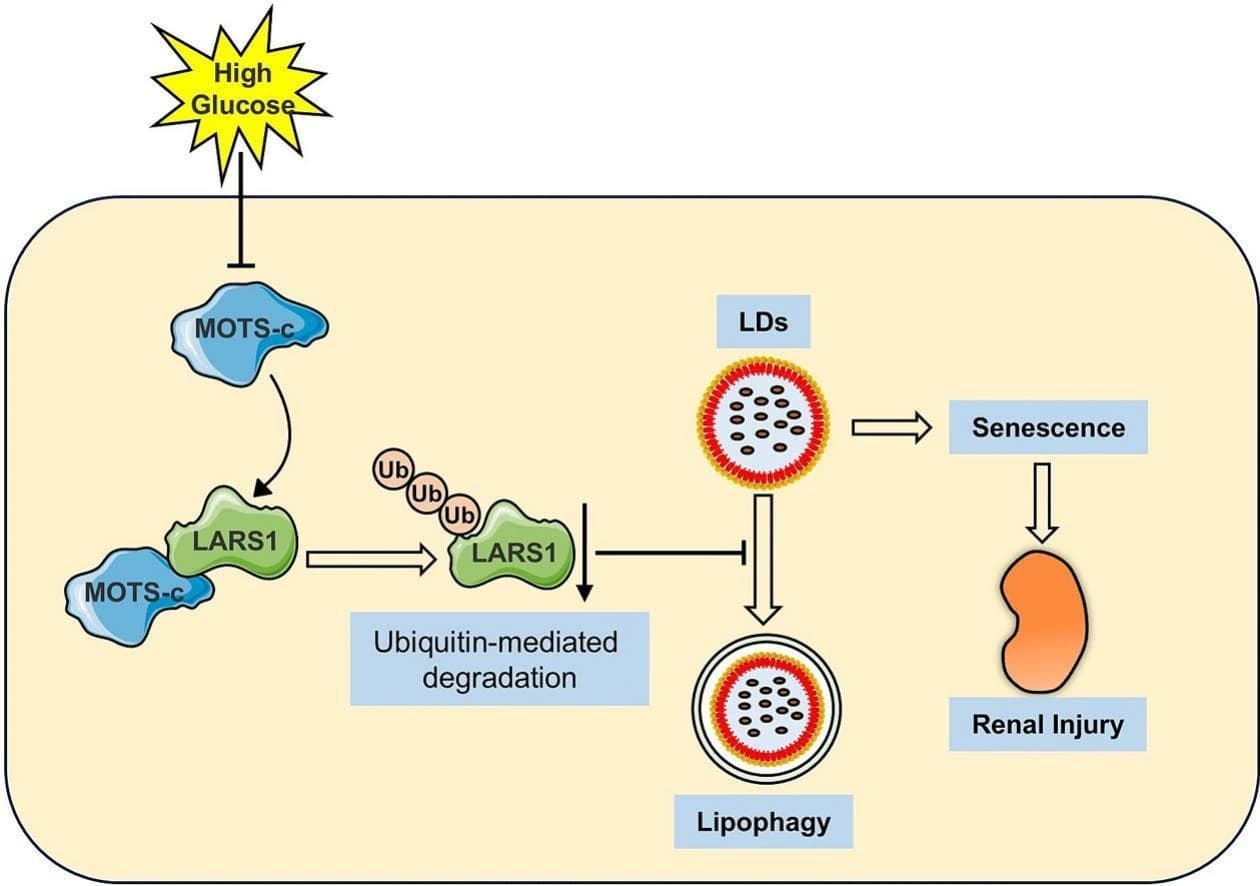 Graphical abstract from Biochemical Pharmacology