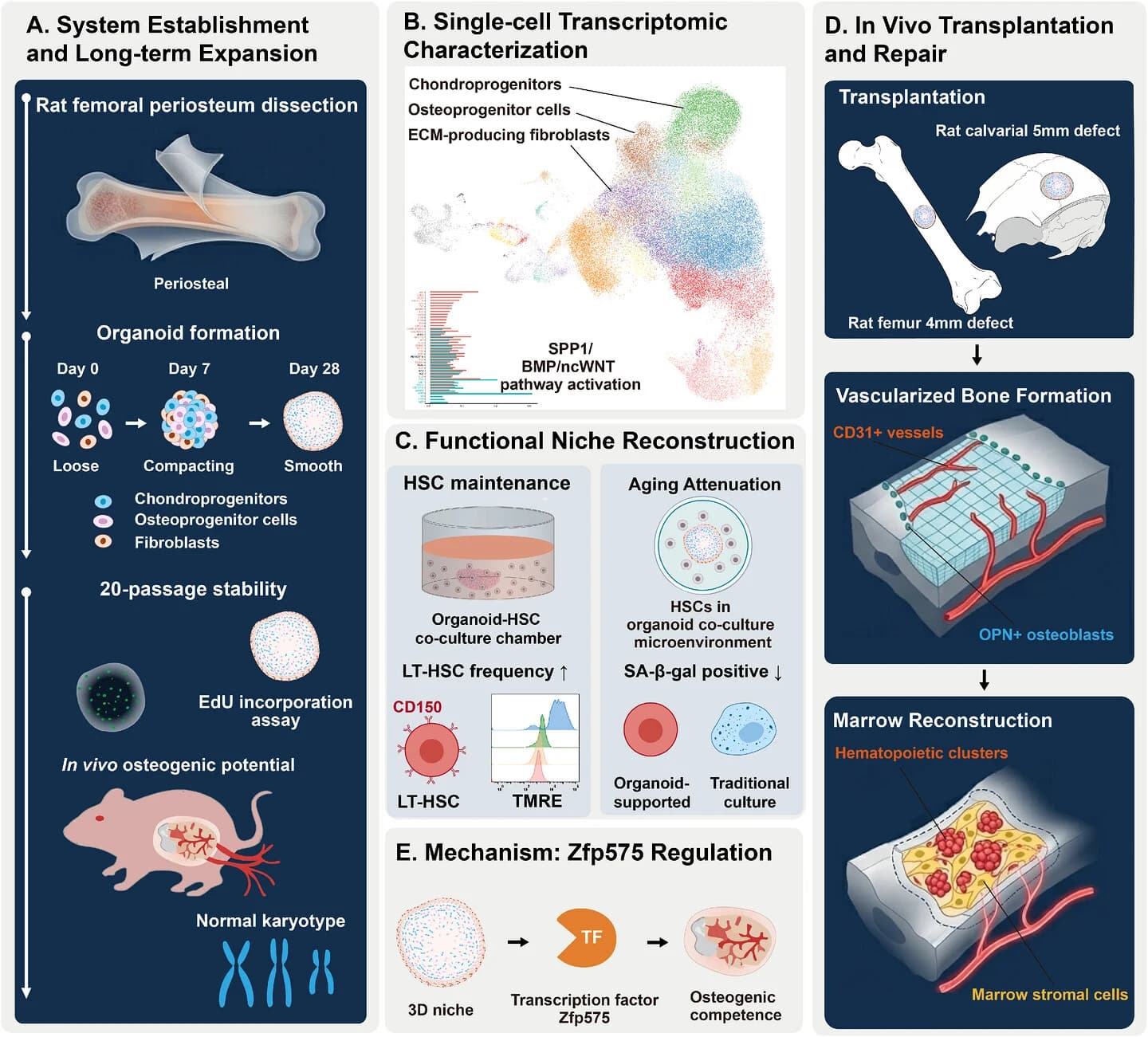 Graphical abstract from Advanced Science
