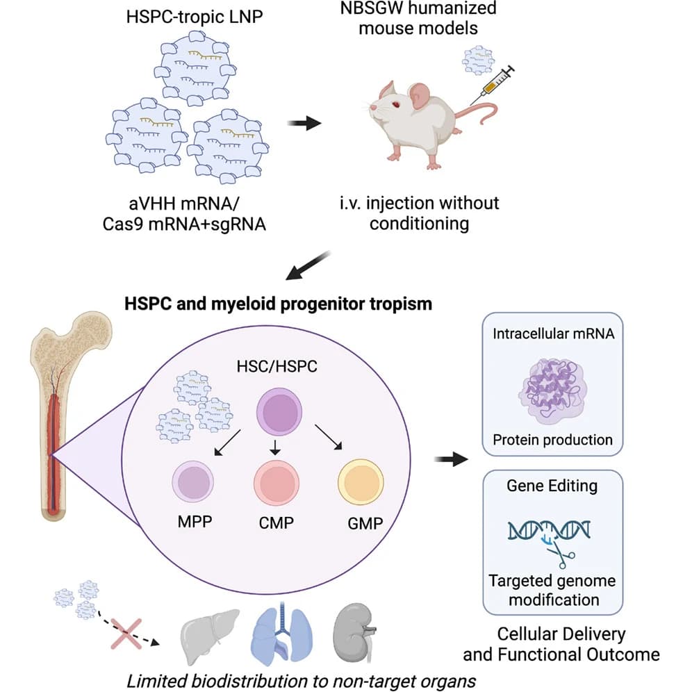 Graphical abstract from Molecular Therapy