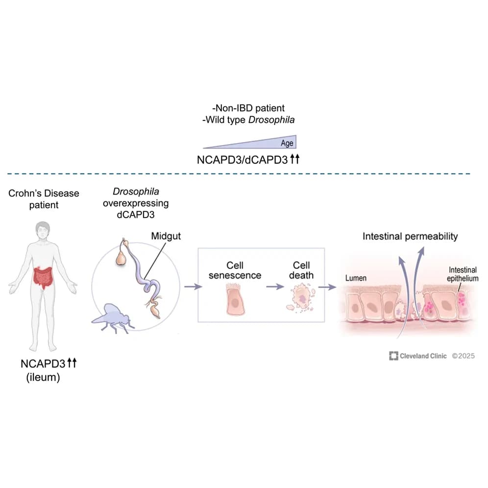 Graphical abstract from iScience