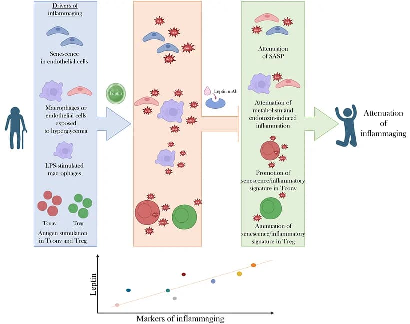 Graphical abstract from MedComm