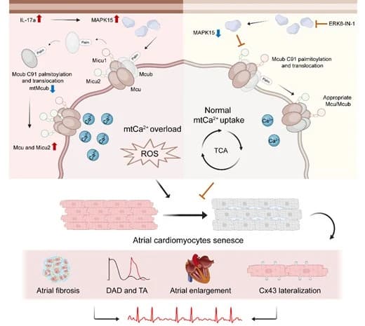 Figure from Cardiovascular Research