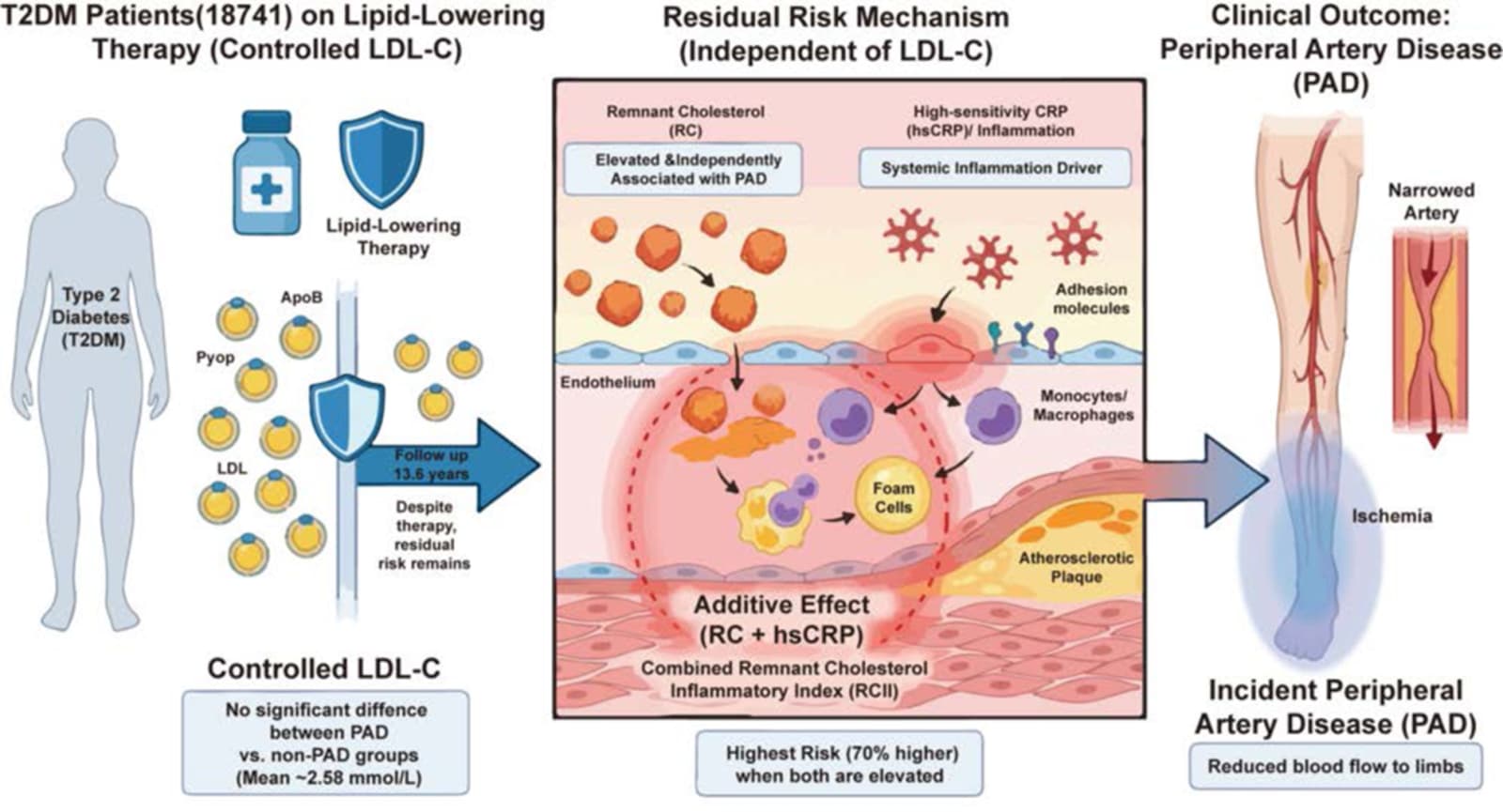 Graphical abstract from Journal of the American Heart Association