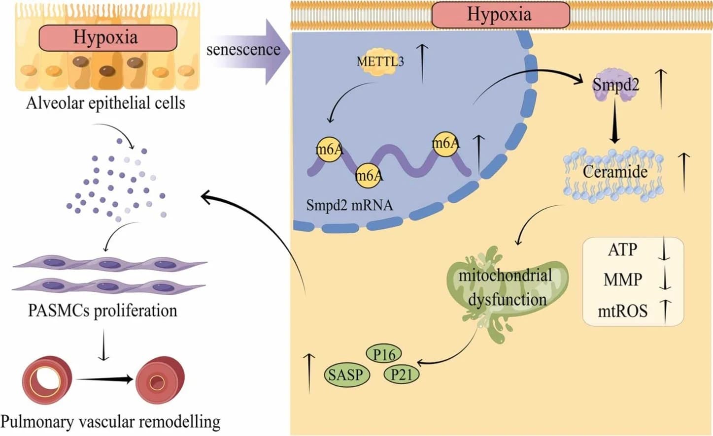 Graphical abstract from Tissue & Cell