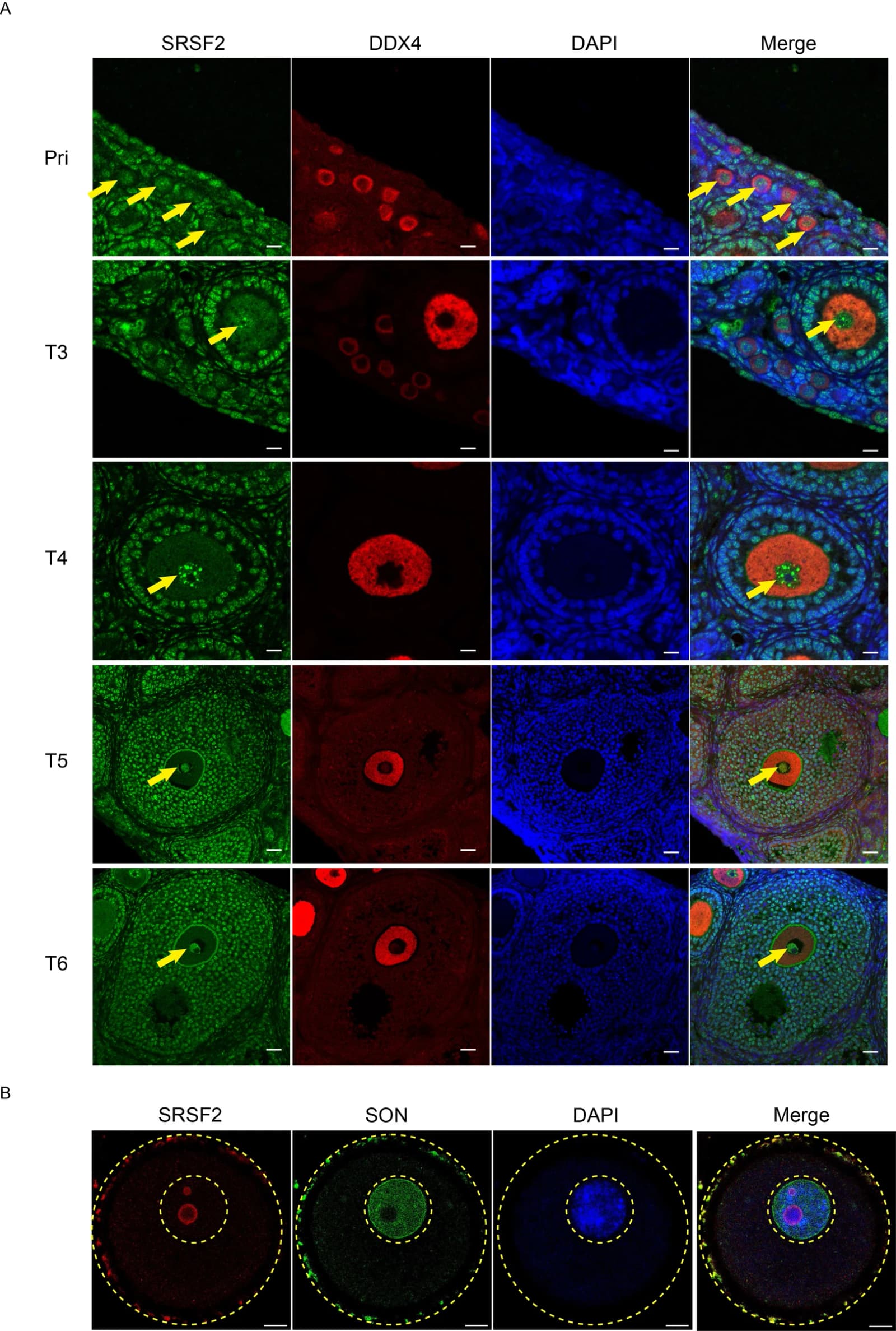 Figure 1 from Journal of Genetics and Genomics