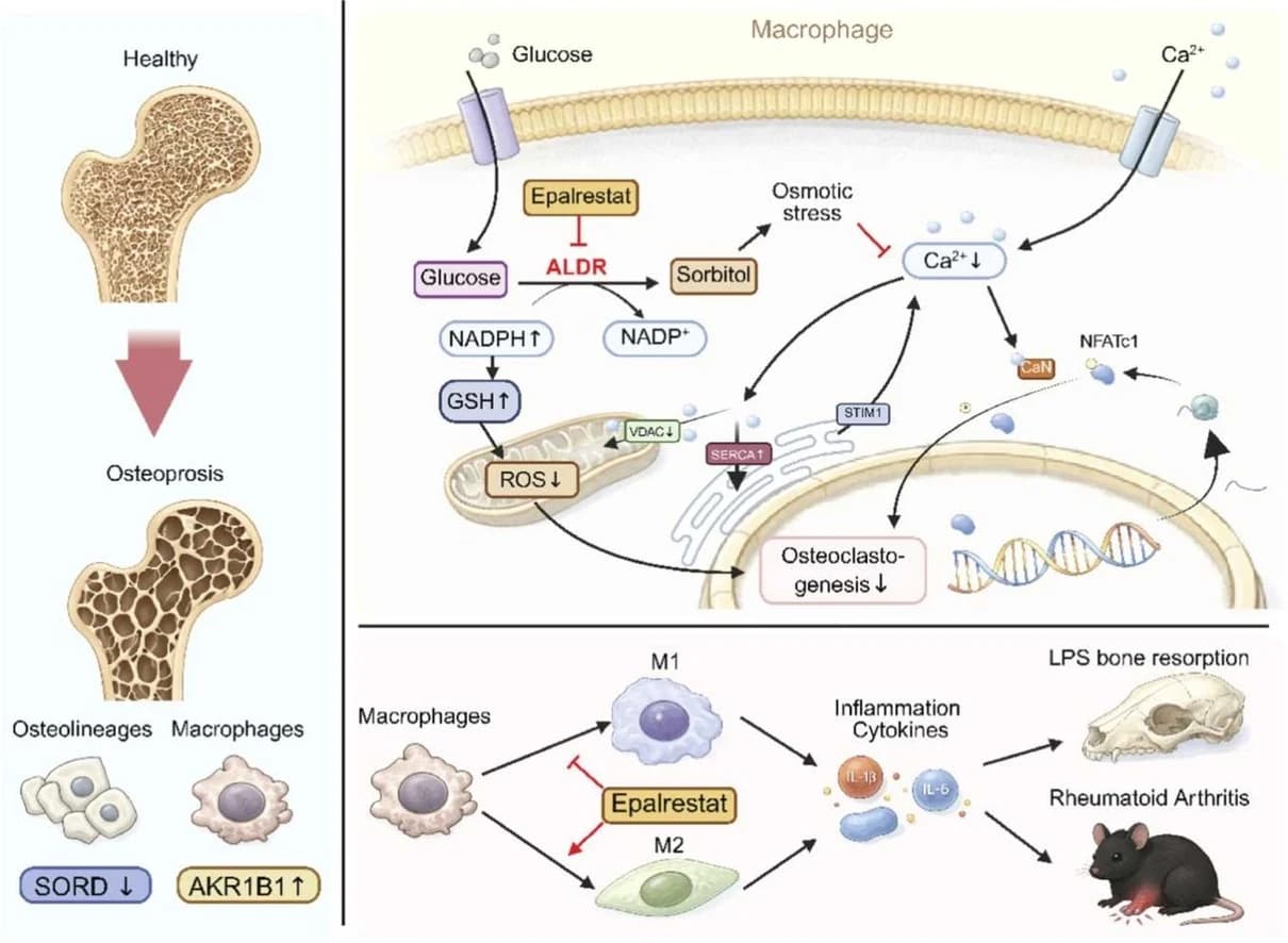 Graphical abstract from Pharmacological Research
