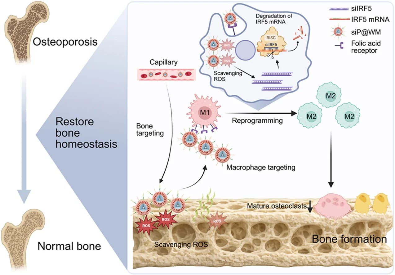 Graphical abstract from Bioactive Materials