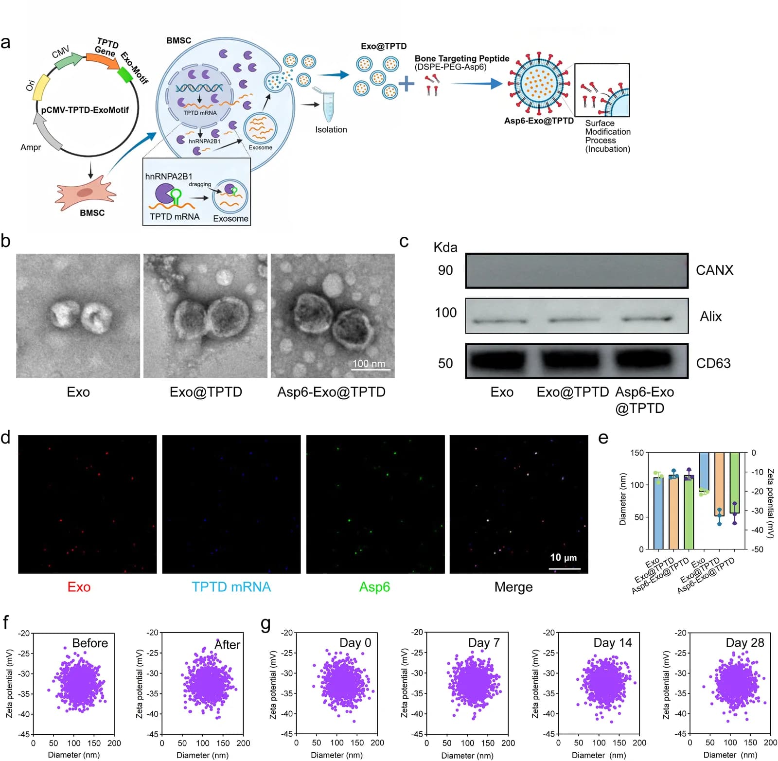 Fig. 1. Preparation and physicochemical characterization of Asp6-Exo@TPTD.