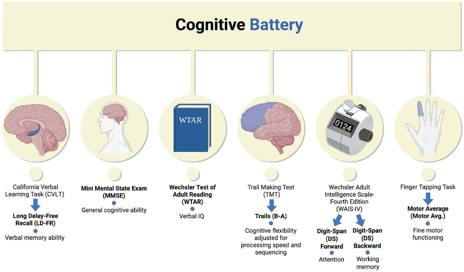 Fig. 1. A schematic overview of the cognitive tests under study, the domains they target, and the acronyms used to refer to them in the text.